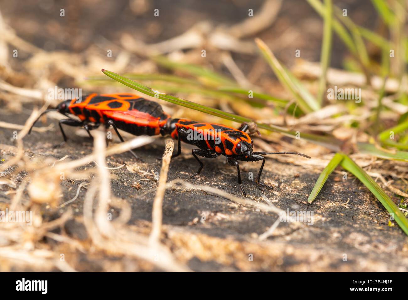 Feuerkäfer (Pyrrhocoris apterus) auf Baumrinde, Dompierre-sur-Besbre, Frankreich. Stockfoto