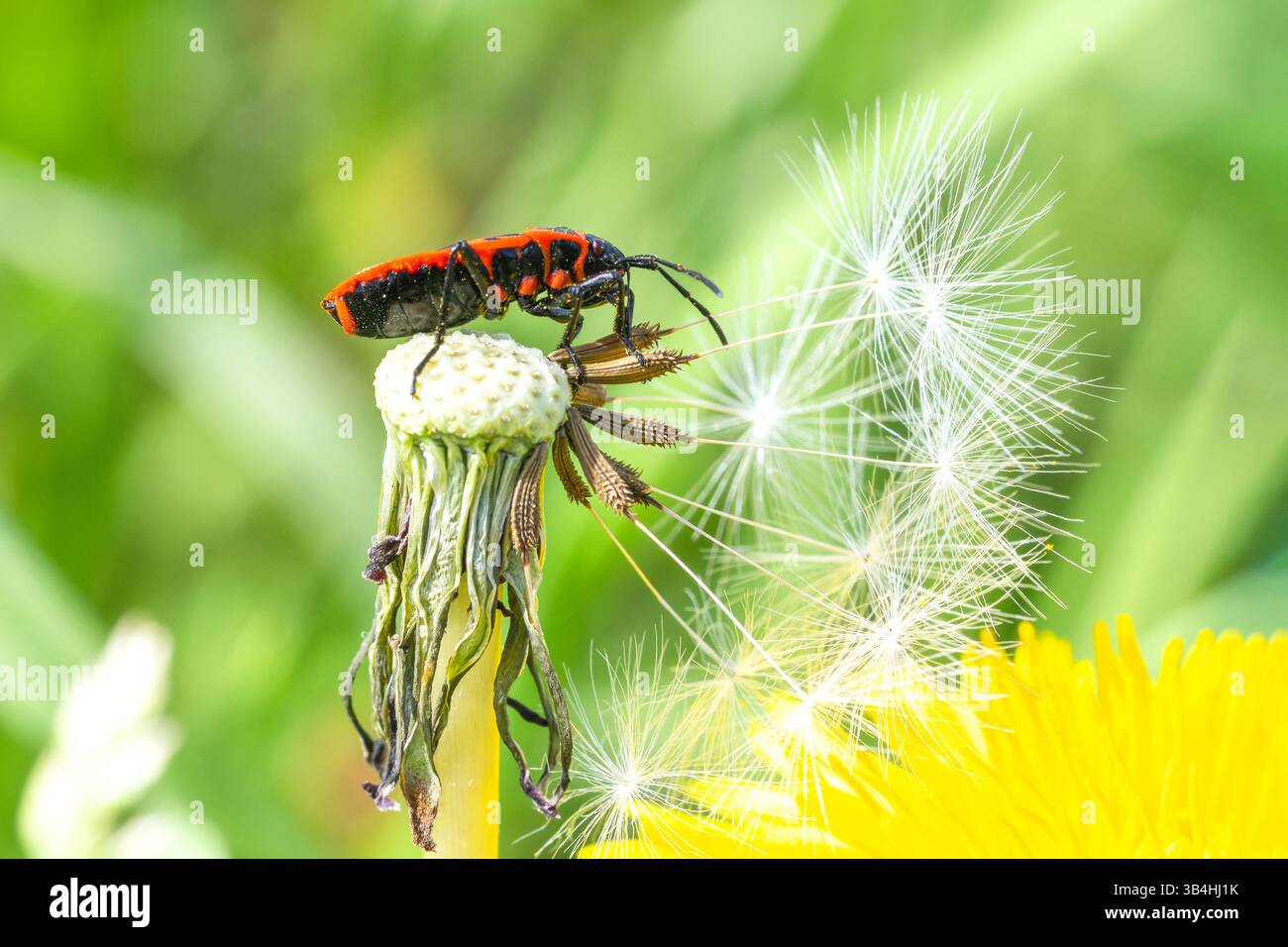 Feuerkäfer (Pyrrhocoris apterus) auf Baumrinde, Dompierre-sur-Besbre, Frankreich. Stockfoto