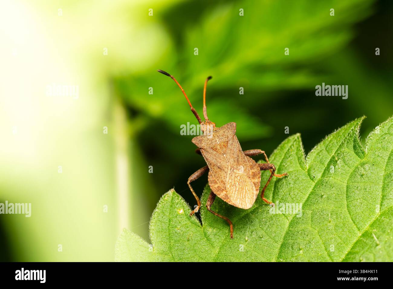 Dock Bug Coreus marginatus auf einem grünen Blatt mit detaillierter Körperstruktur und langen Antennen im natürlichen Lebensraum im Freien. Stockfoto
