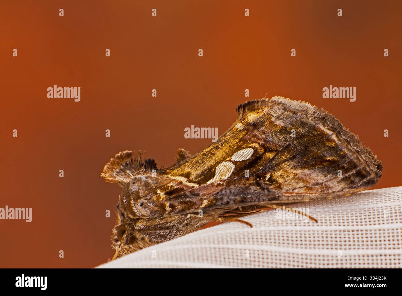 Der Goldene Plusia (Thysanoplusia orichalcea) oder Goldwing zielt auf eine Vielzahl von Laubpflanzen ab, bevorzugt aber Leguma und Bohnen. Stockfoto