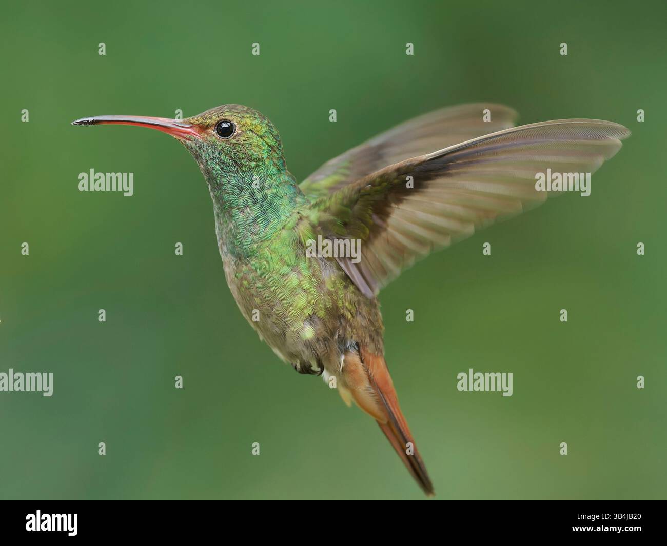Rufous Tailed Hummingbird Stockfoto