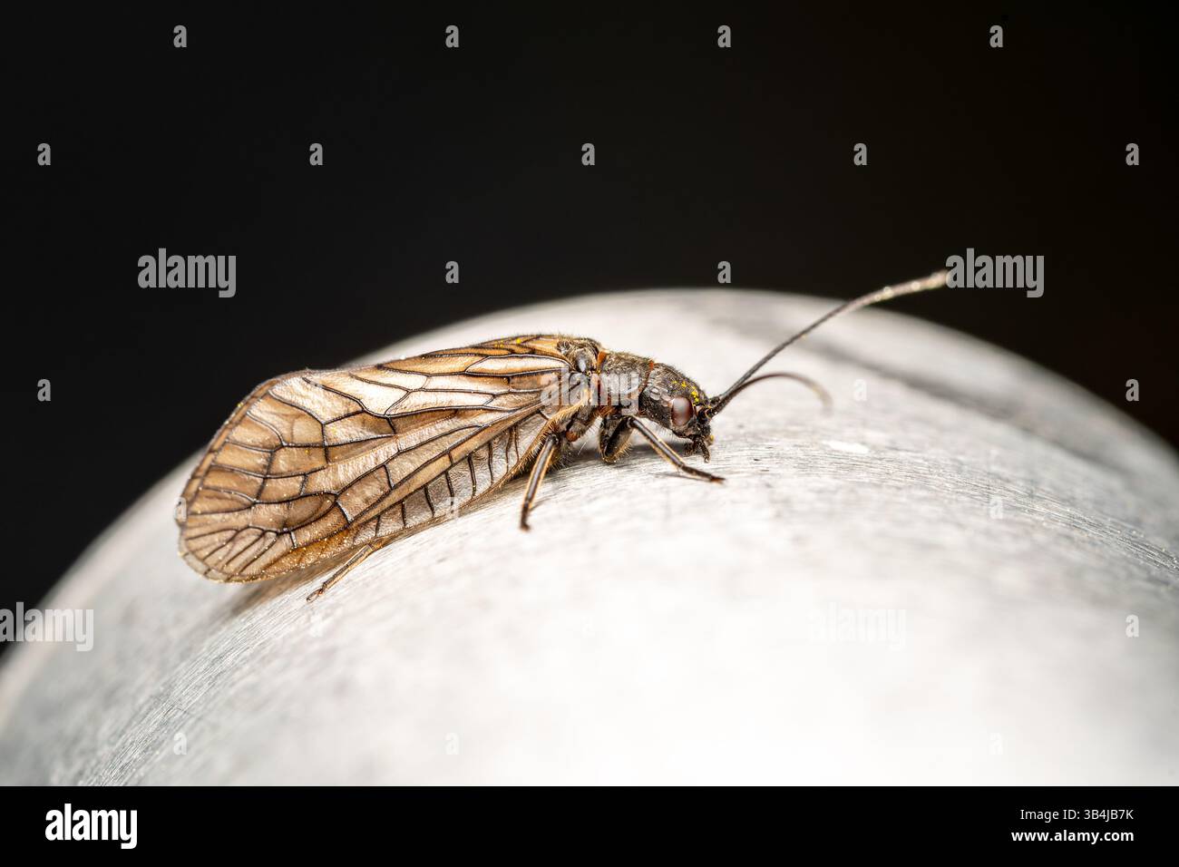Sialis lutaria (Megaloptera), Wasserinsekte, die ruhig auf der Möbeloberfläche der Stadt ruhen – ein Kontrast zwischen Natur und Stadtumgebung. Stockfoto