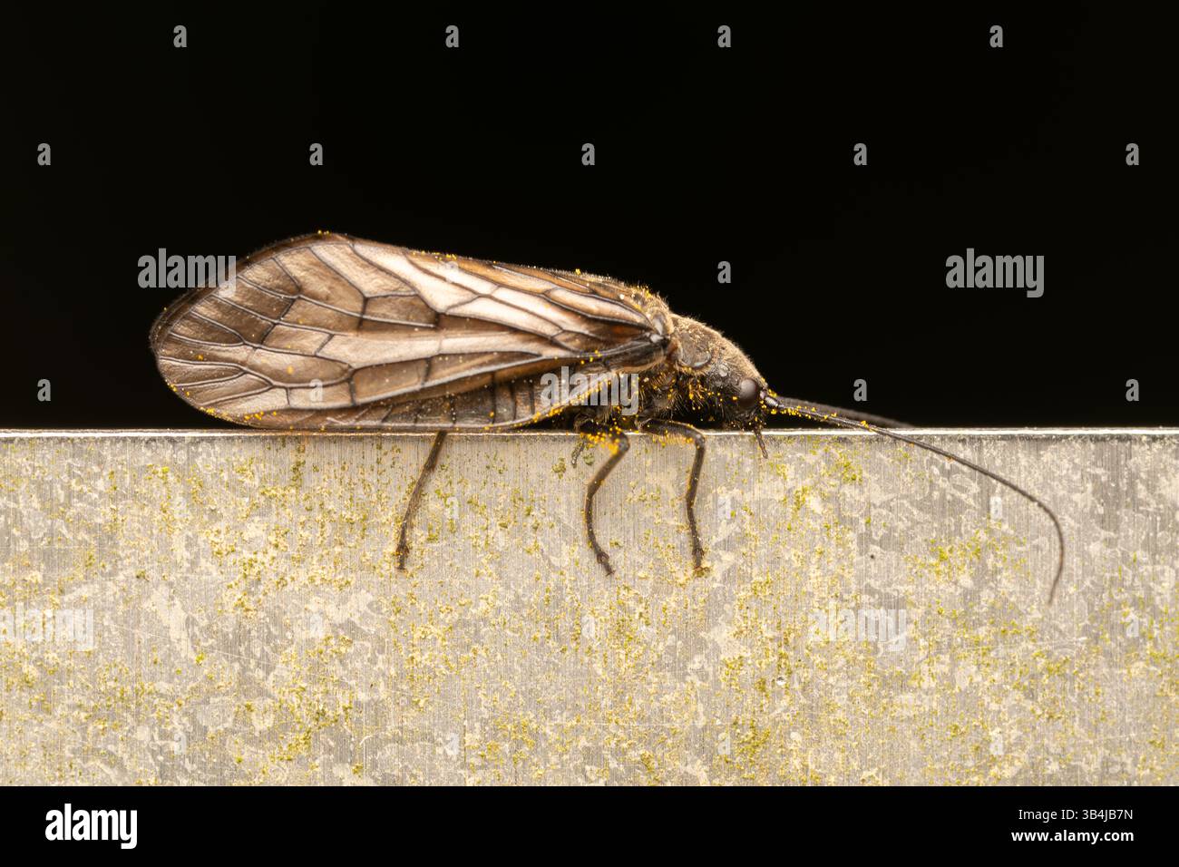 Sialis lutaria (Megaloptera), Wasserinsekte, die ruhig auf der Möbeloberfläche der Stadt ruhen – ein Kontrast zwischen Natur und Stadtumgebung. Stockfoto