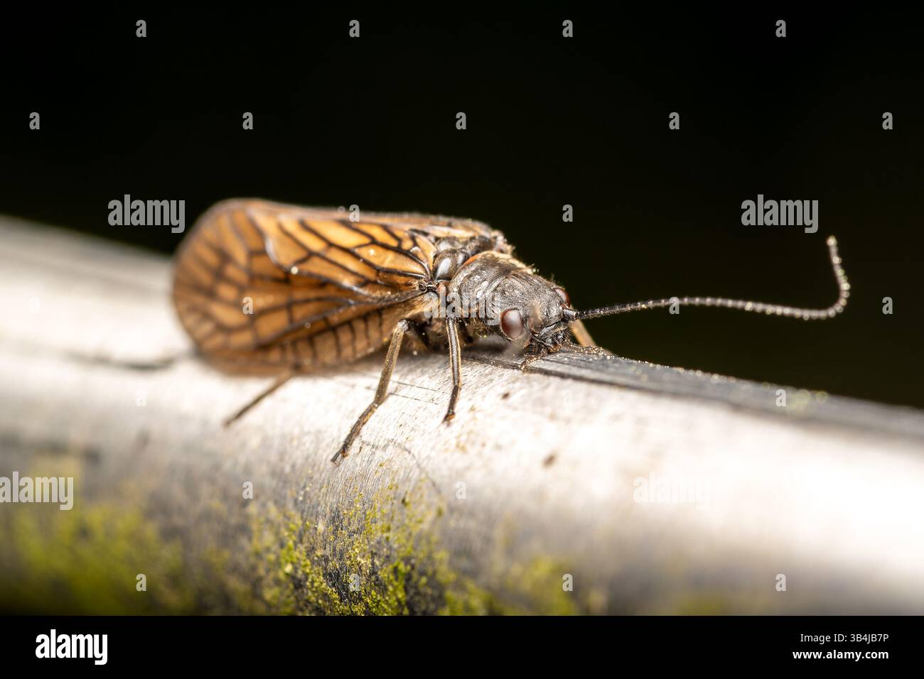 Sialis lutaria (Megaloptera), Wasserinsekte, die ruhig auf der Möbeloberfläche der Stadt ruhen – ein Kontrast zwischen Natur und Stadtumgebung. Stockfoto