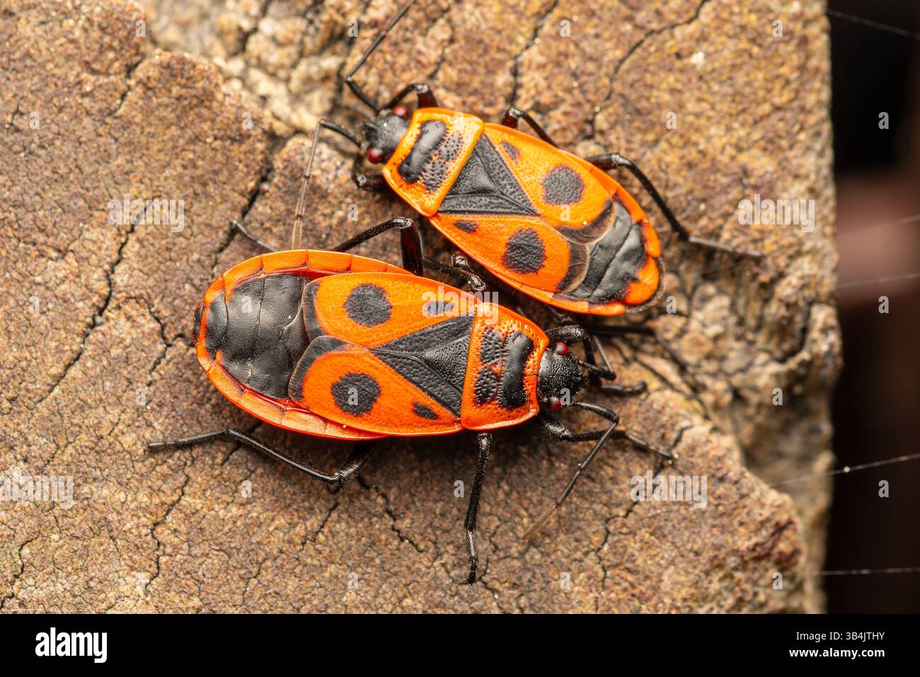 Zwei Feuerwanzen (Pyrrhocoris apterus) auf einer Holzoberfläche, die von Angesicht zu Angesicht interagieren und ihre leuchtend roten und schwarzen Markierungen in einem detaillierten Shooting zeigen. Stockfoto