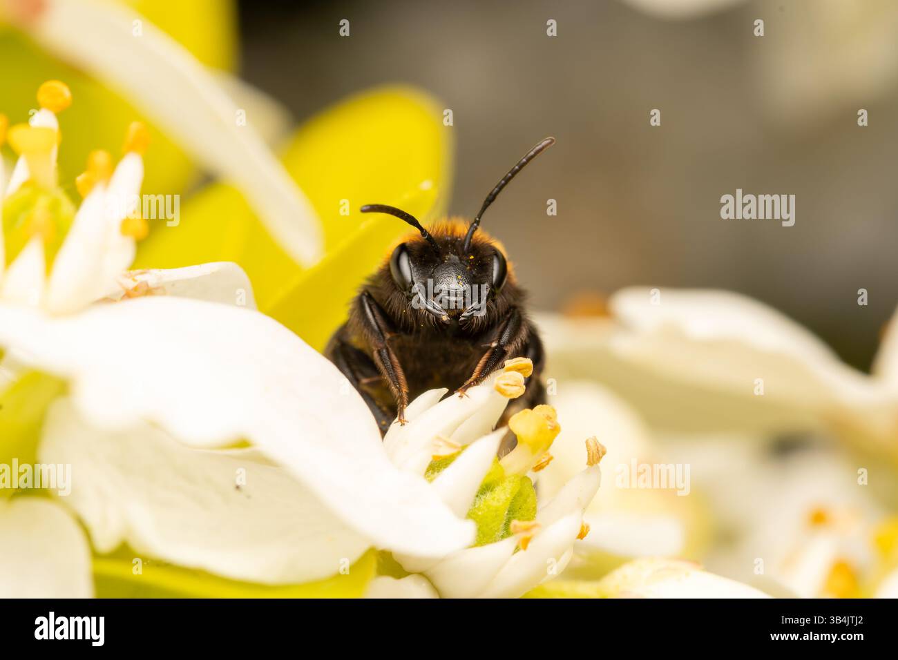 Weibliche Tawny-Bergbaubiene (Andrena fulva) sammelt im Frühjahr Pollen von einer weißen Blume und zeigt ihre charakteristischen Merkmale und das Bestäubungsverhalten Stockfoto