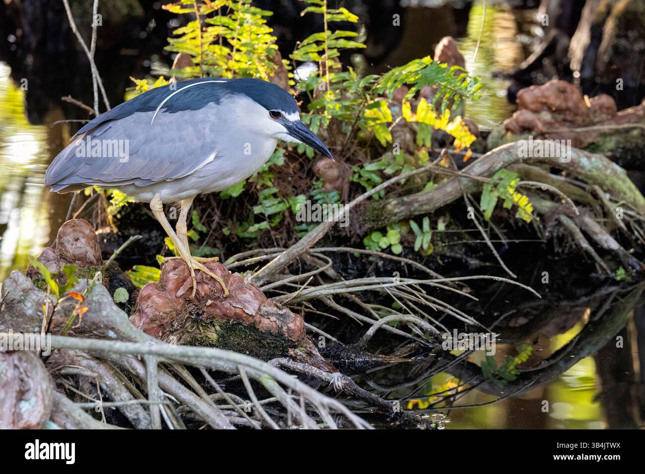 Schwarzkronen-Nachtreiher (Nycticorax nycticorax) - Green Cay Wetlands, Boynton Beach, Florida, USA Stockfoto