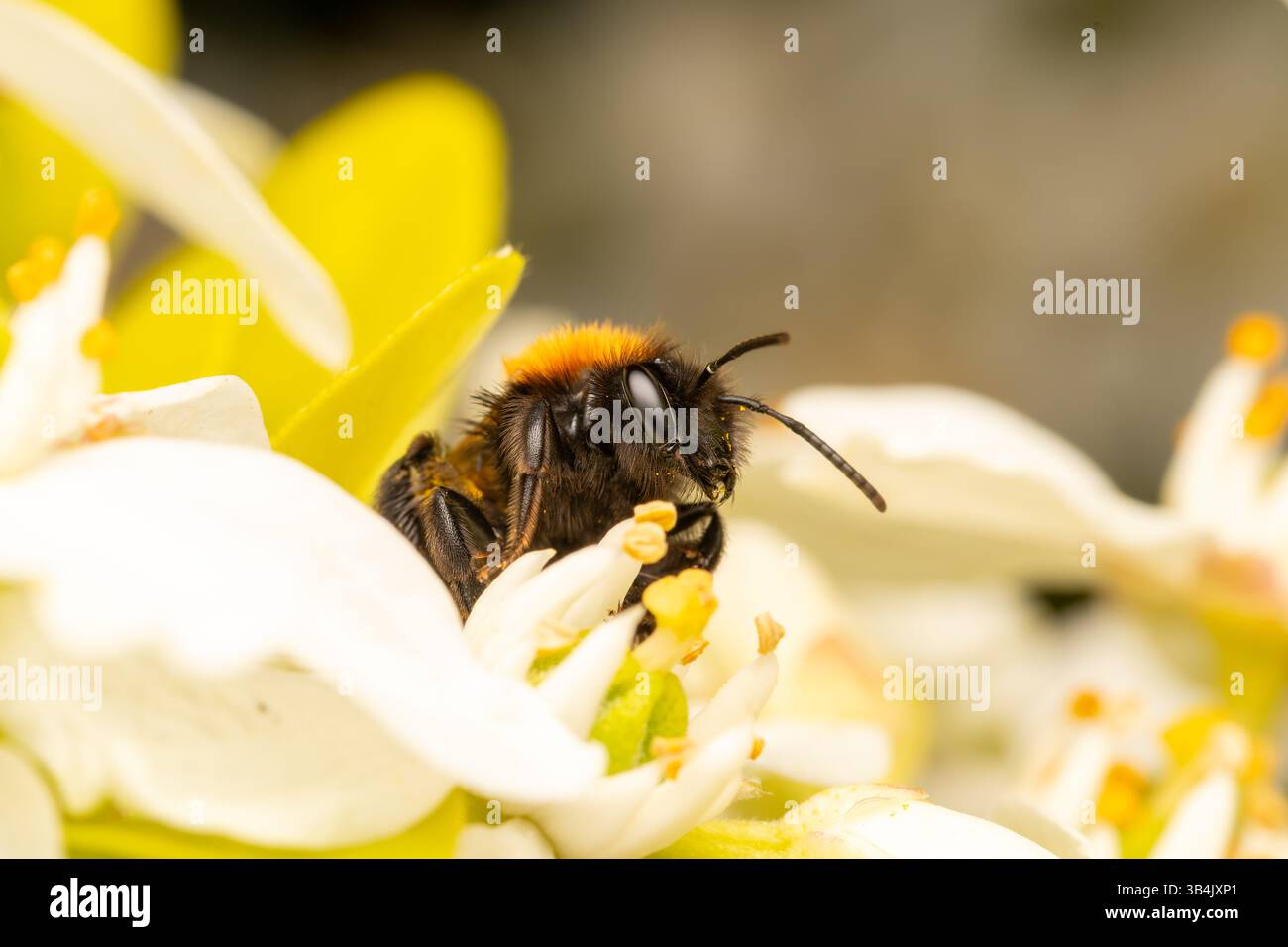 Weibliche Tawny-Bergbaubiene (Andrena fulva) sammelt im Frühjahr Pollen von einer weißen Blume und zeigt ihre charakteristischen Merkmale und das Bestäubungsverhalten Stockfoto