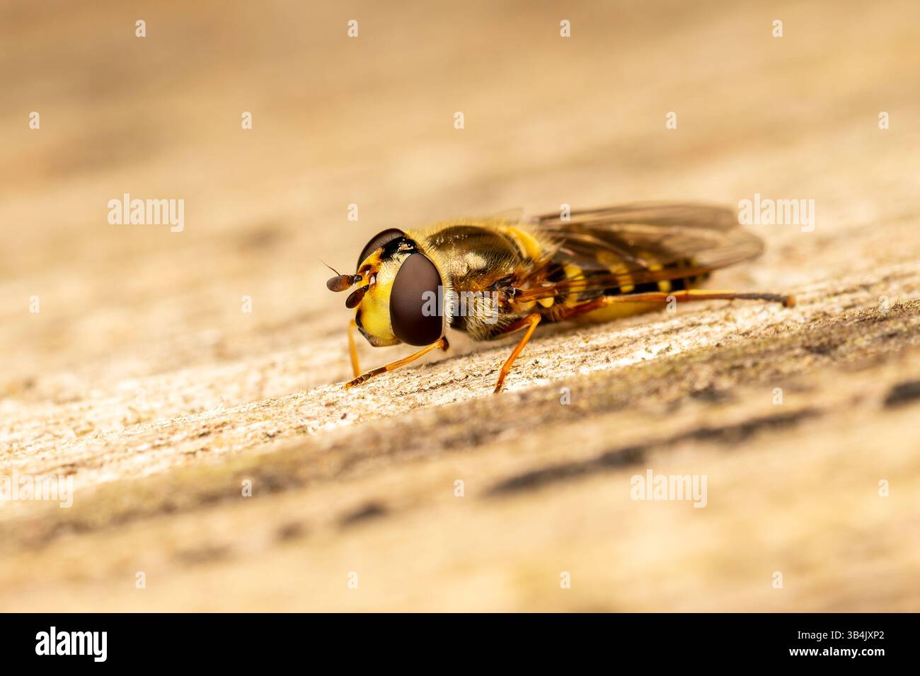 Eupeodes luniger, eine hoverfly, die auf einem Stück Holz liegt und ihre transparenten Flügel in einer Makroaufnahme deutlich sichtbar sind. Stockfoto