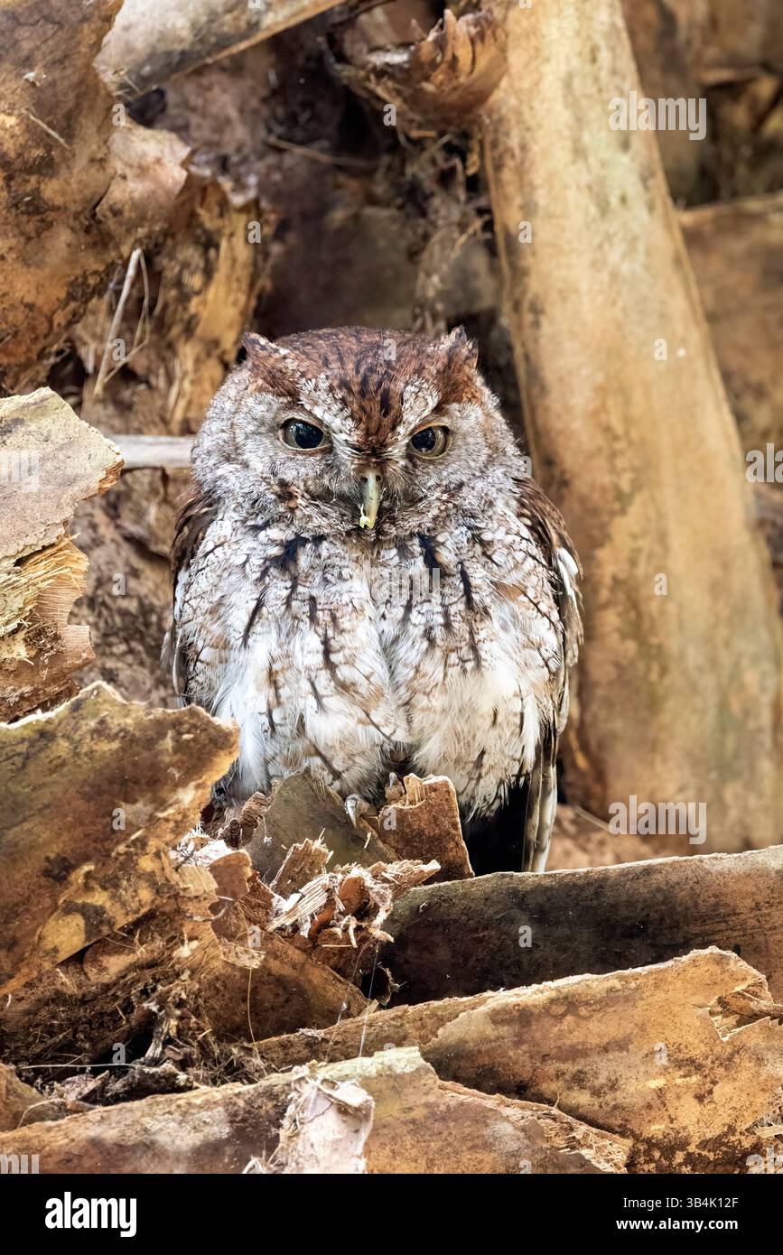 Eastern Screech-Owl (Megascops asio) - Green Cay Wetlands, Boynton Beach, Florida, USA Stockfoto