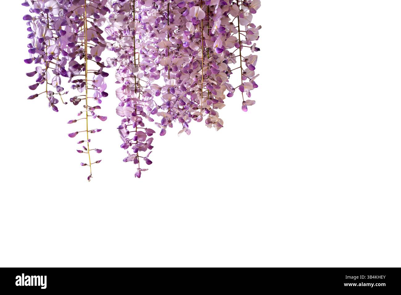 Wisteria blüht isoliert auf weiß als oberer Rand mit Beschneidungspfad. Grafisches Element des Bereichs kopieren Stockfoto