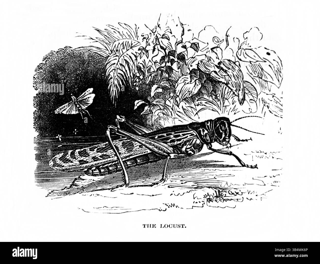 Illustration der Heuschrecke aus dem Antiken 19. Jahrhundert die Bibel enthält das Alte und das neue Testament mit Erläuterungen, Referenzen und einem Con Stockfoto