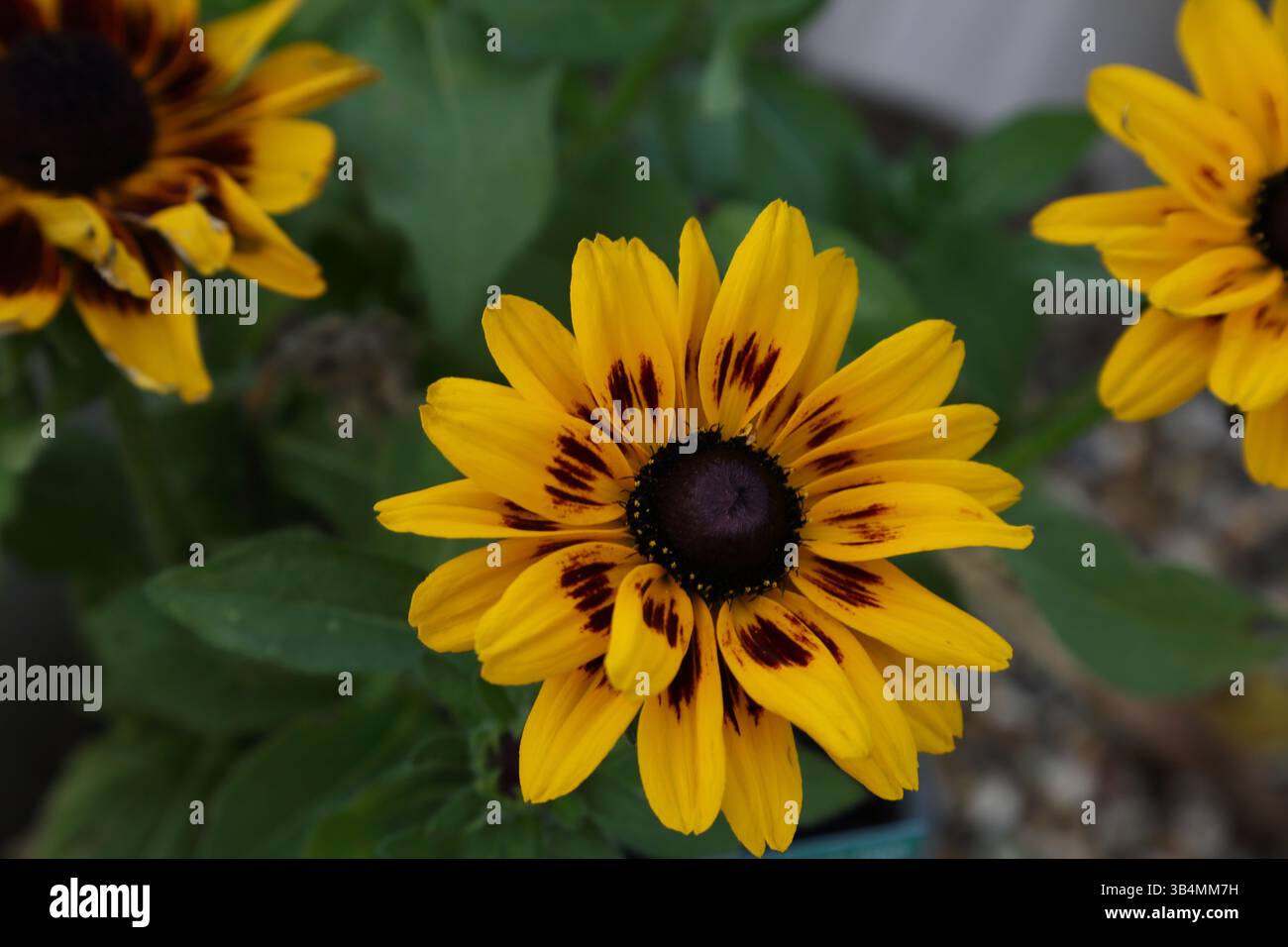 Nahaufnahme der gelben Rudbeckia-Blüten Stockfoto
