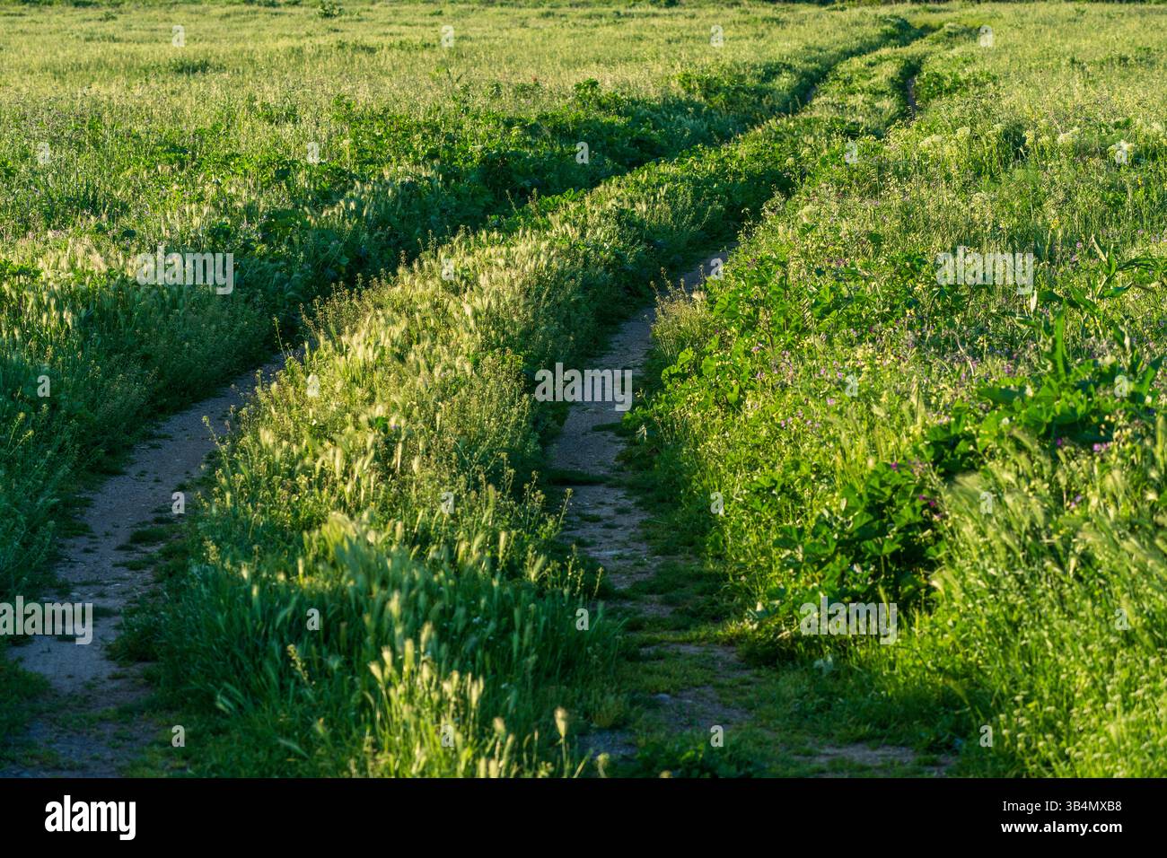 Endless Path: Kurven durch Gras unter der Sonne Stockfoto