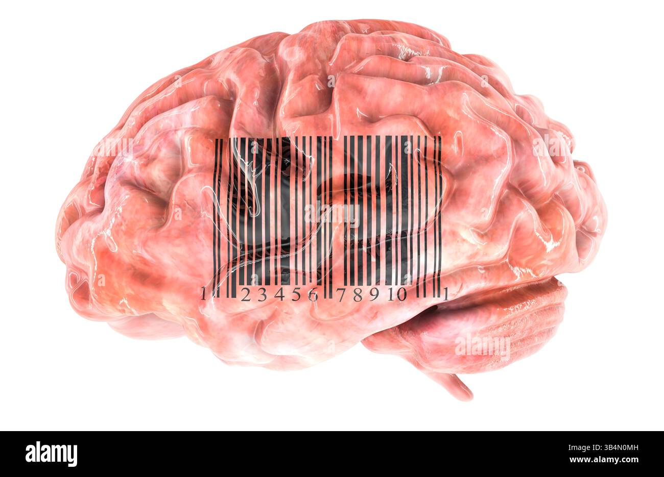 Gehirn mit Barcode, 3D-Rendering isoliert auf weißem Hintergrund Stockfoto