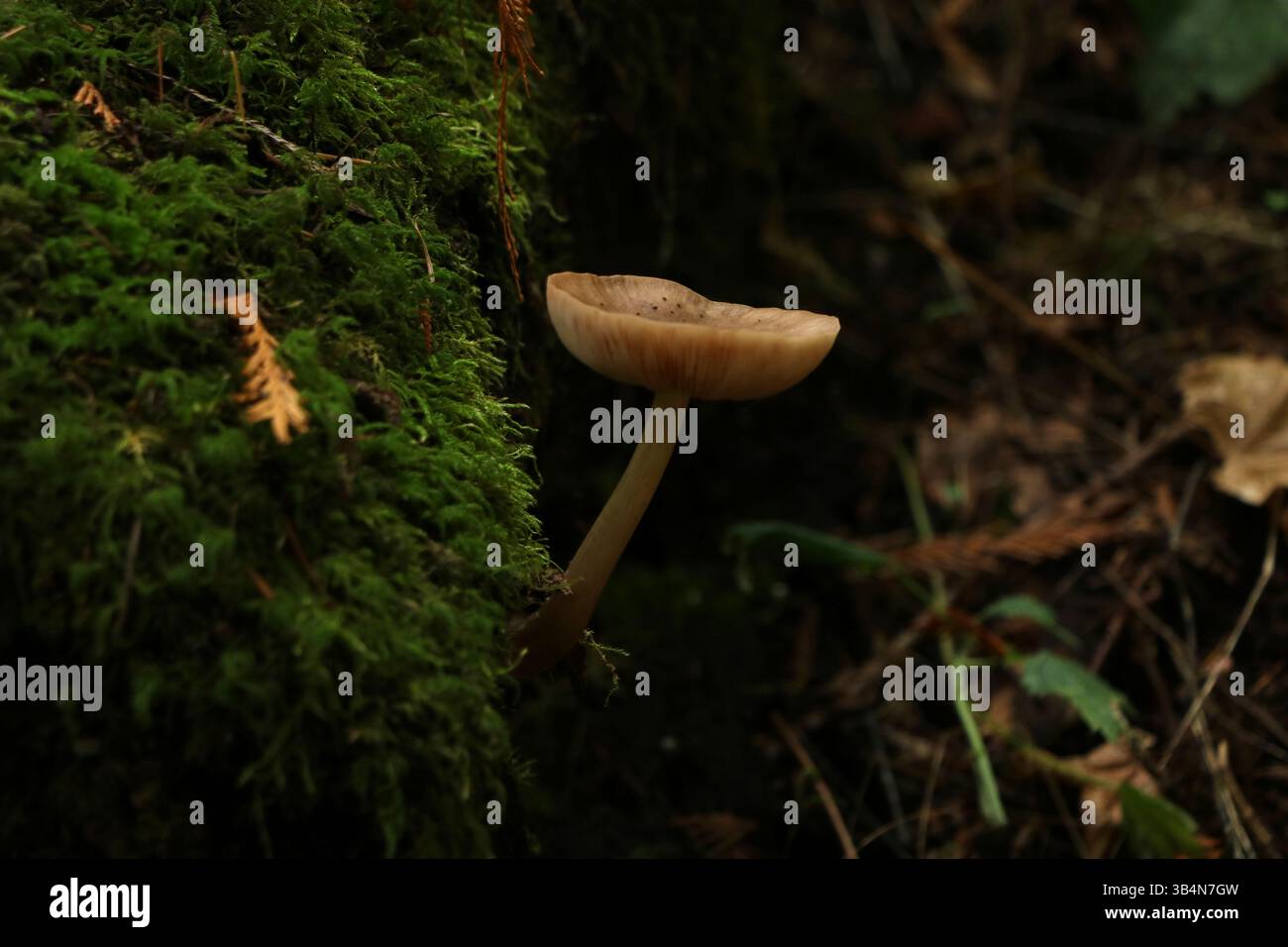 Ein kleiner Pfirsichpilz, der von einem moosigen Baum in einem nebeligen Wald wächst. Aufgenommen im Powell Butte Nature Park in Portland, Oregon Stockfoto