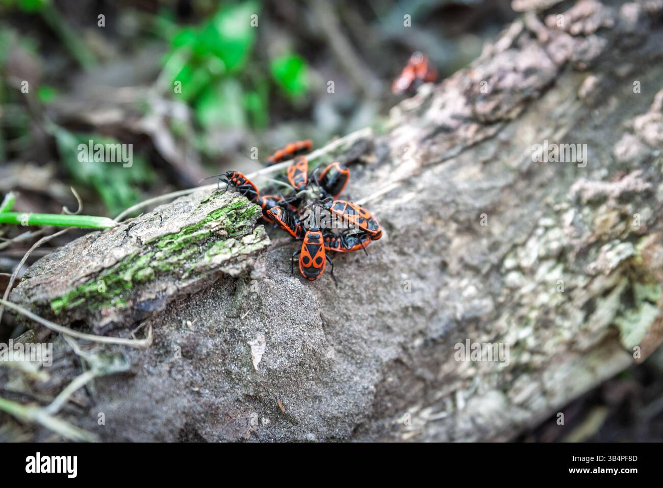 In einem Belgrader Park krabbeln durch die zerrissene Eichenrinde europäische Feuerkäfer (Pyrrhocoris apterus), wobei leuchtende rot-schwarze Insekten ein markantes n bilden Stockfoto