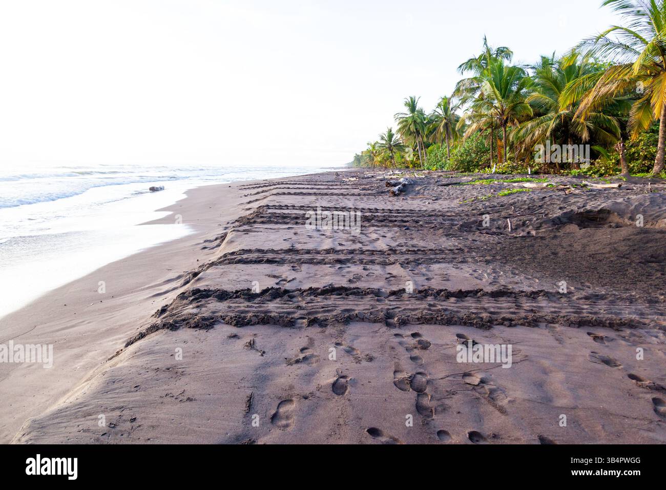 Grüne Schildkröten (Chelonia mydas) folgen während der Nistsaison am Strand des Tortuguero-Nationalparks in Costa Rica. Stockfoto