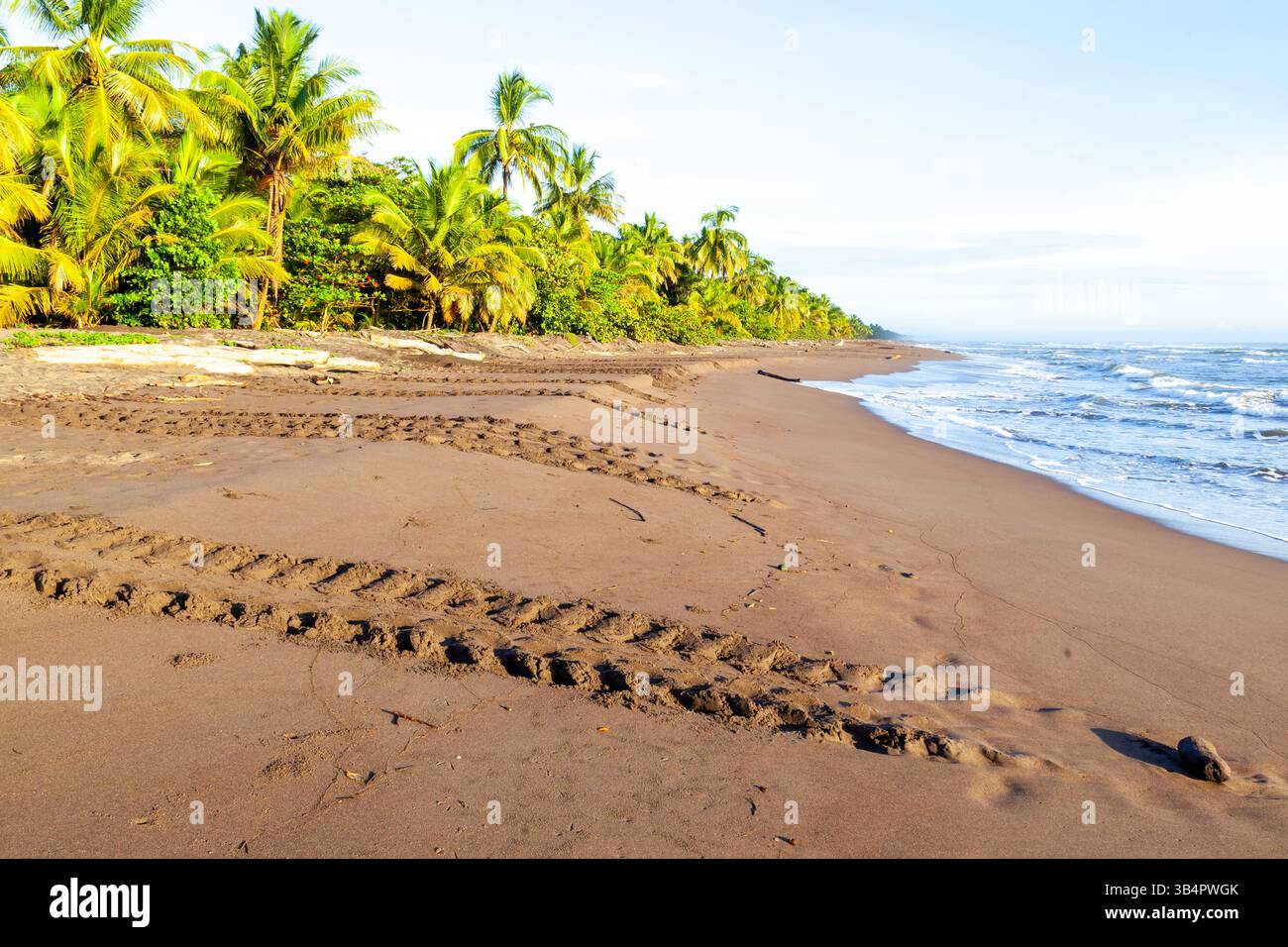 Grüne Schildkröten (Chelonia mydas) folgen während der Nistsaison am Strand des Tortuguero-Nationalparks in Costa Rica. Stockfoto