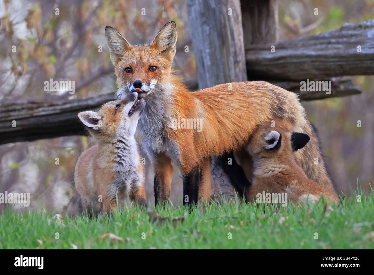 Die Mutter Fuchs und ihre Babys auf dem Gras, Kanada Stockfoto