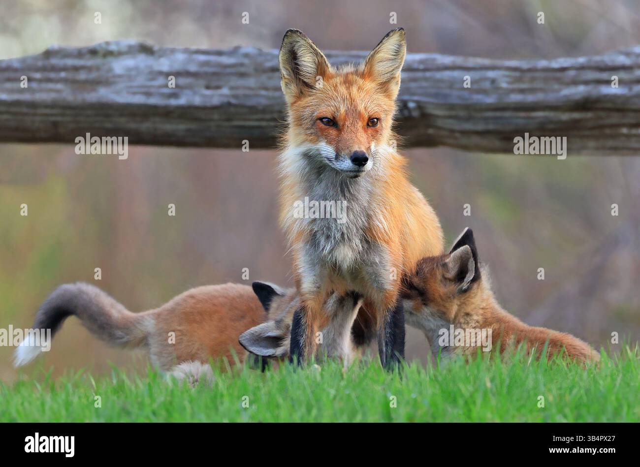 Die Mutter Fuchs und ihre Babys auf dem Gras, Kanada Stockfoto