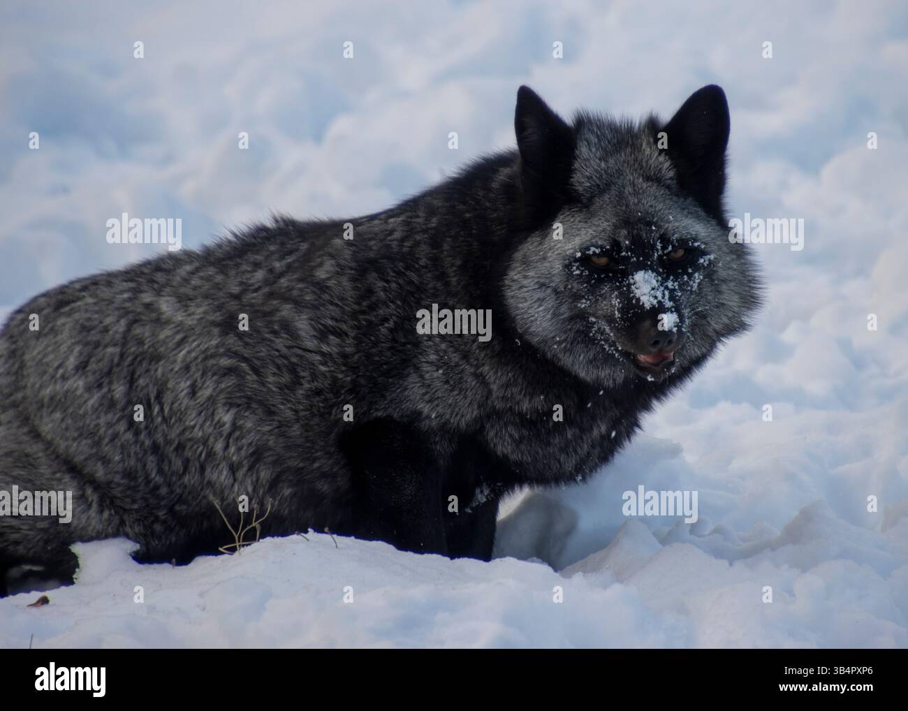 Ein wilder Polarfuchs mit einem dicken grauen Fell spielt im tiefen Schnee und zeigt seine Anpassungsfähigkeit an kalte Umgebungen. Seine Whisker sind mattiert, reflektierend Stockfoto