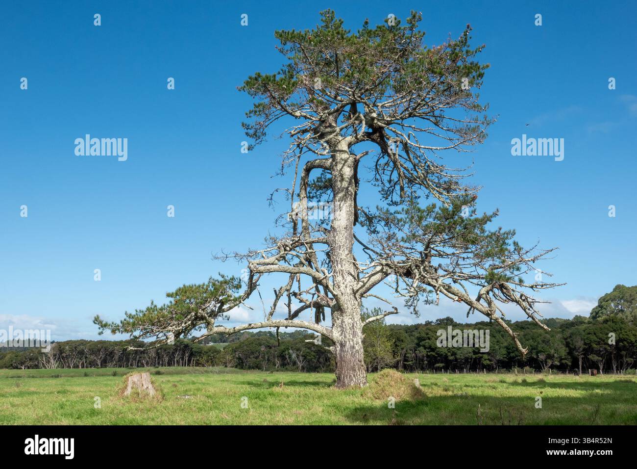 Alte Kiefer mit Alter im hohen Norden Neuseelands Stockfoto
