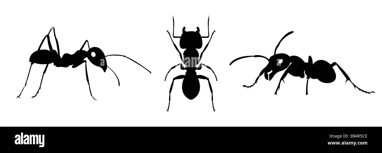 Silhouettensatz von Ameisen in verschiedenen Positionen – Insect Vector Illustration Stock Vektor