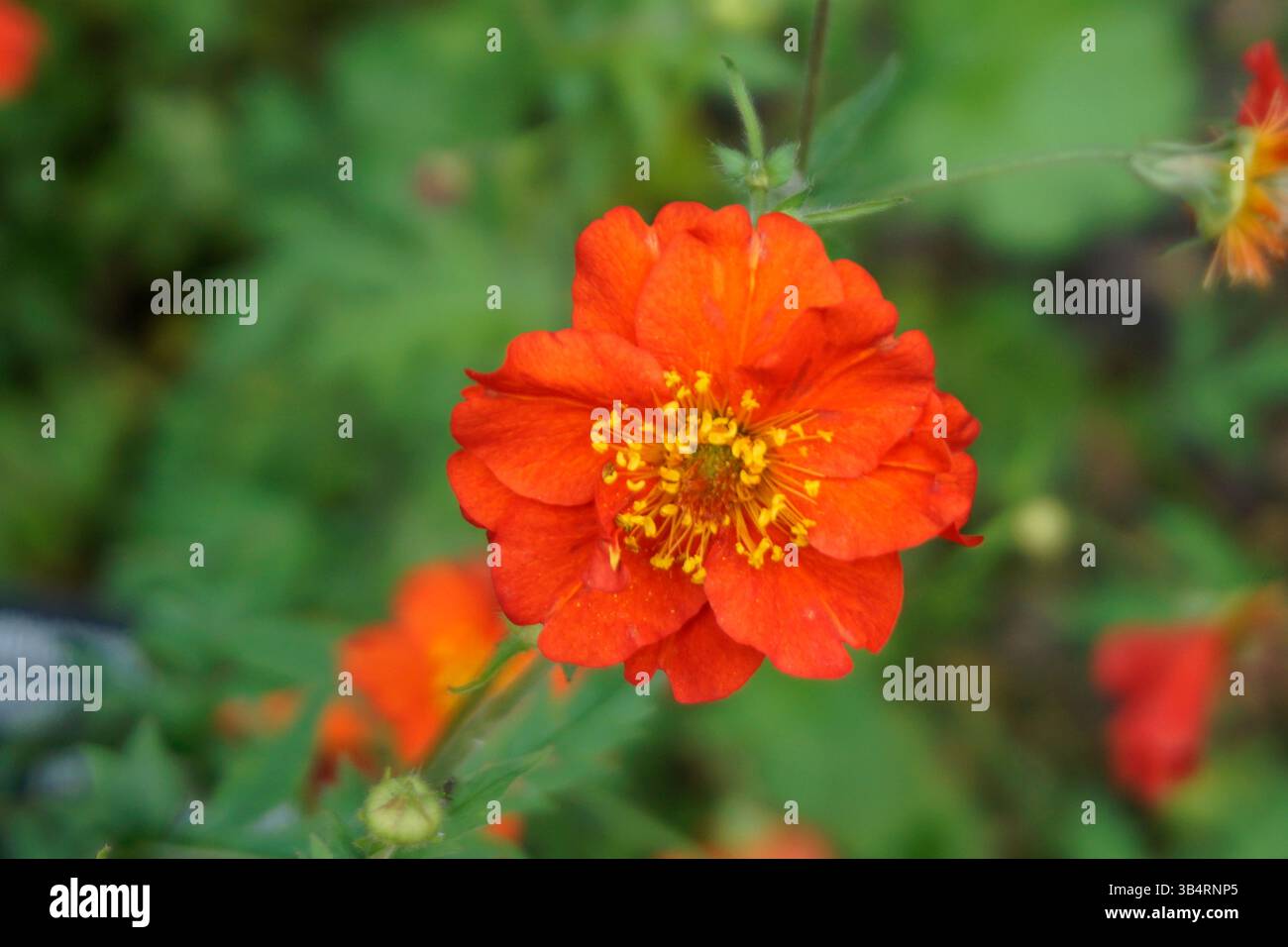 Nahaufnahme einer leuchtend rot-orangen Geum coccineum (avens) Blume in Bloom.RHS Garden, Wisley, England Stockfoto