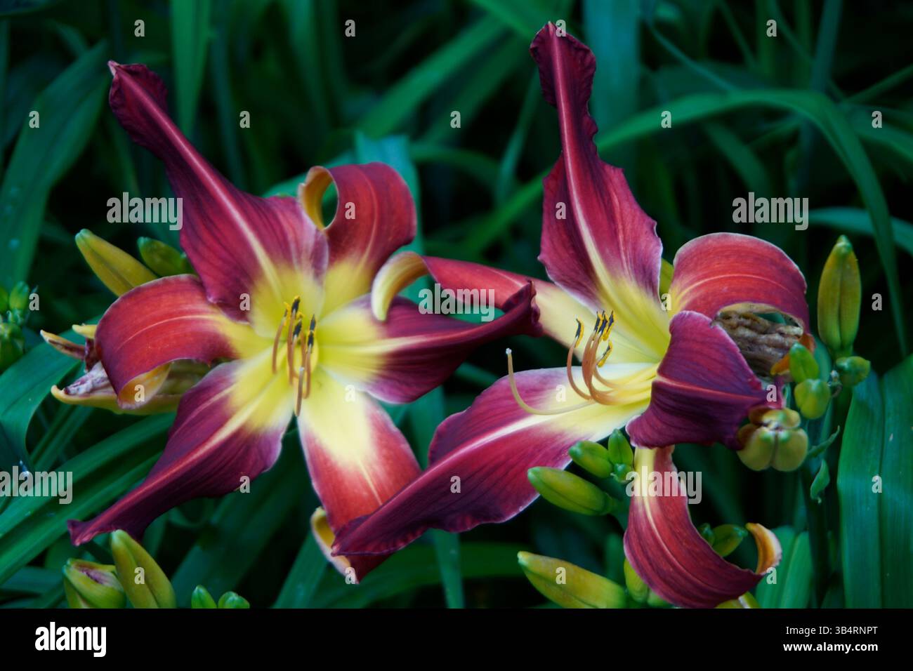 Nahaufnahme zweier leuchtender roter und gelber Taglilien (Hemerocallis) in voller Blüte. RHS Garden, Wisley, England Stockfoto