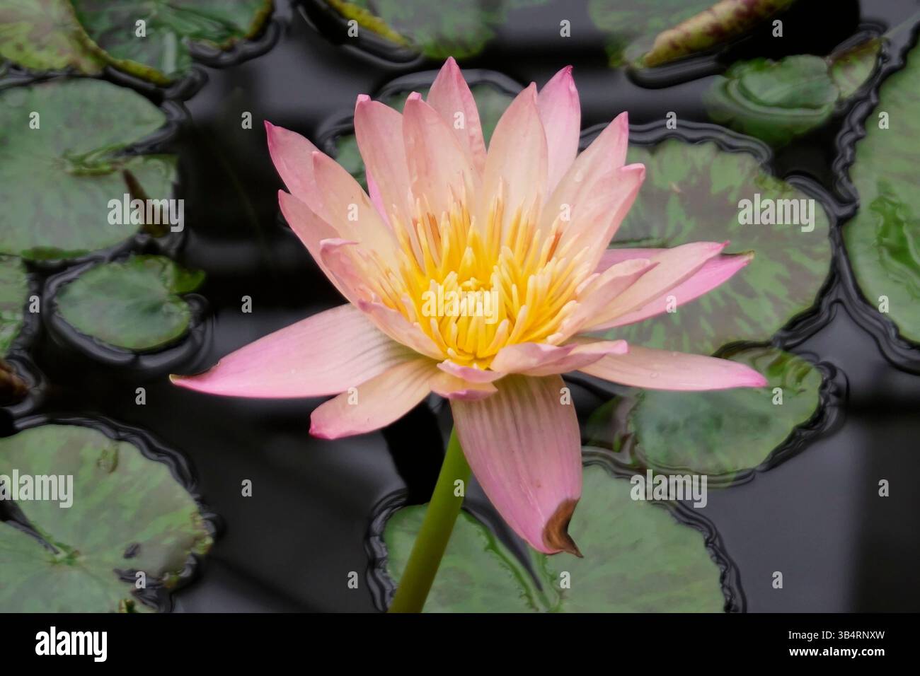 Nahaufnahme einer rosa und gelben Seerose (Nymphaea), die zwischen grünen Lilienpads blüht. RHS Garden, Wisley, England Stockfoto