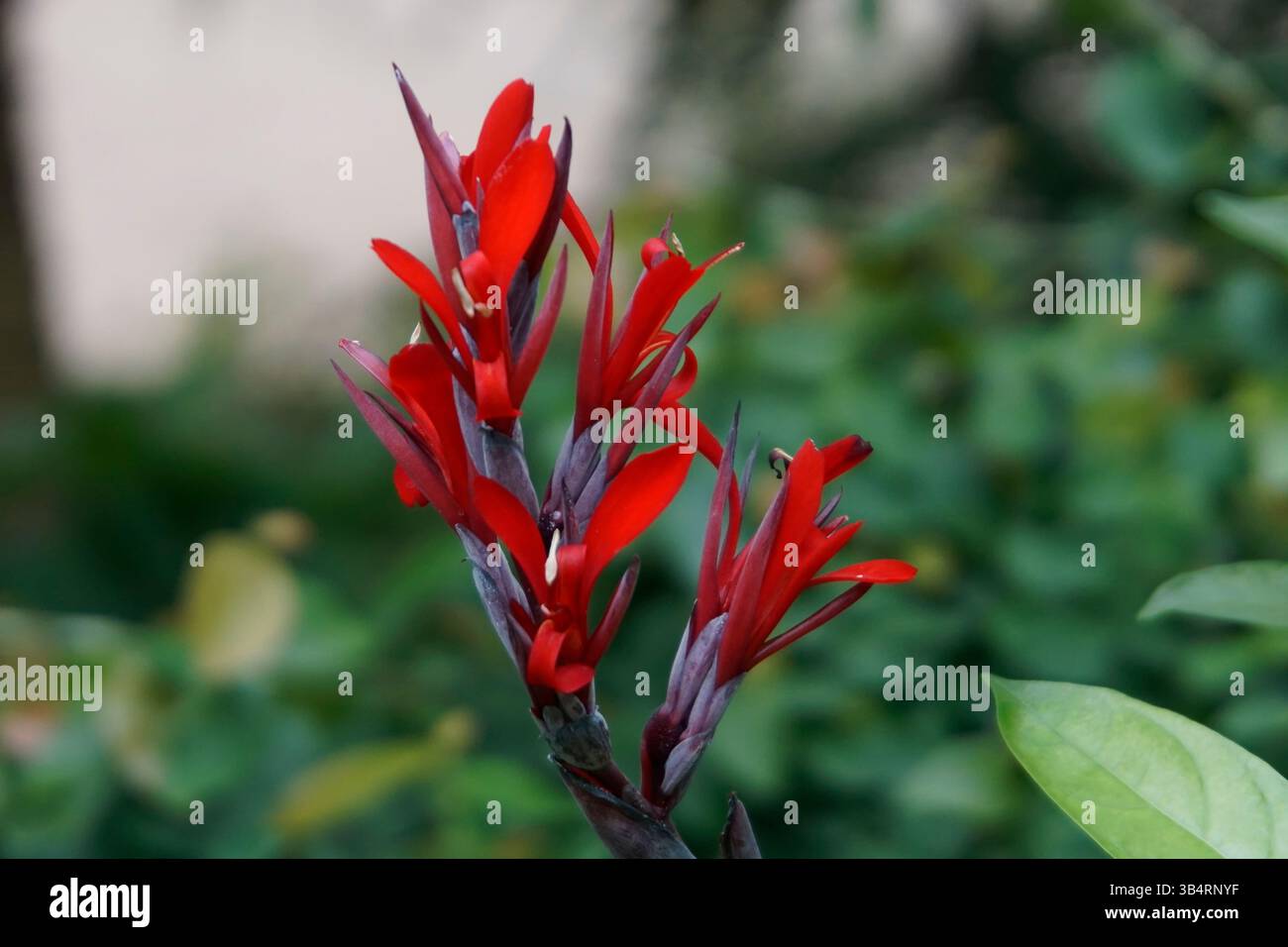 Eine rote Canna indica, auch bekannt als Canna Lilie, in voller Blüte vor einem weichen grünen Hintergrund. Exotische tropische Pflanze als Zierart Stockfoto