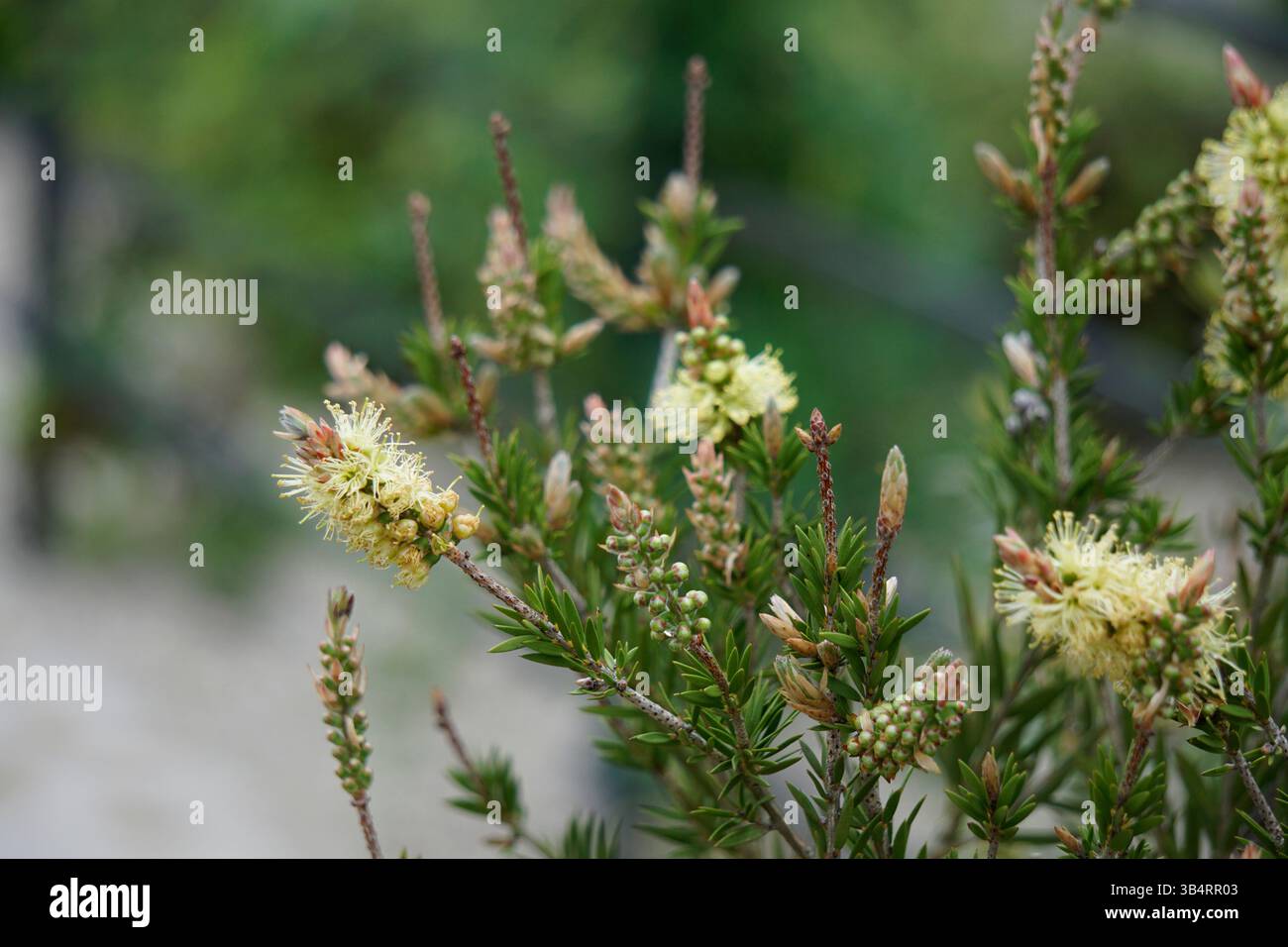 Gelbe Flaschenbürstenblüten (Callistemon) in Blüte mit zylindrischen Stacheln, ein exotischer Zierstrauch beliebt in Gärten.RHS Garden, Wisley, England Stockfoto