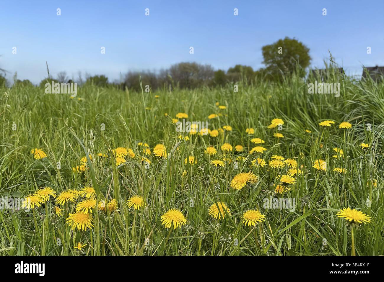 Grüne Wildwiese mit Blumen Blumen Blumen von gelbem Löwenzahn (Taraxacum Sekt. Ruderalia) bienenfreundliche Kompositblumen, Deutschland, Europa Stockfoto