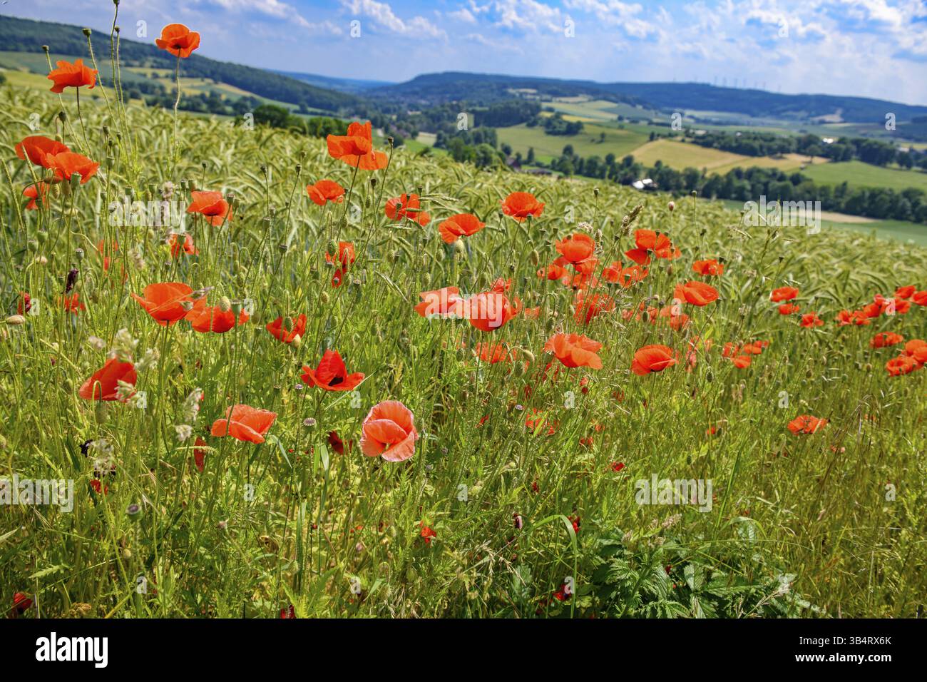 Wildwiese mit Blüten von rotem Mohn (Papaver rhoeas) einheimische Wildpflanze, die auf Wildwiese wächst, Deutschland, Europa Stockfoto