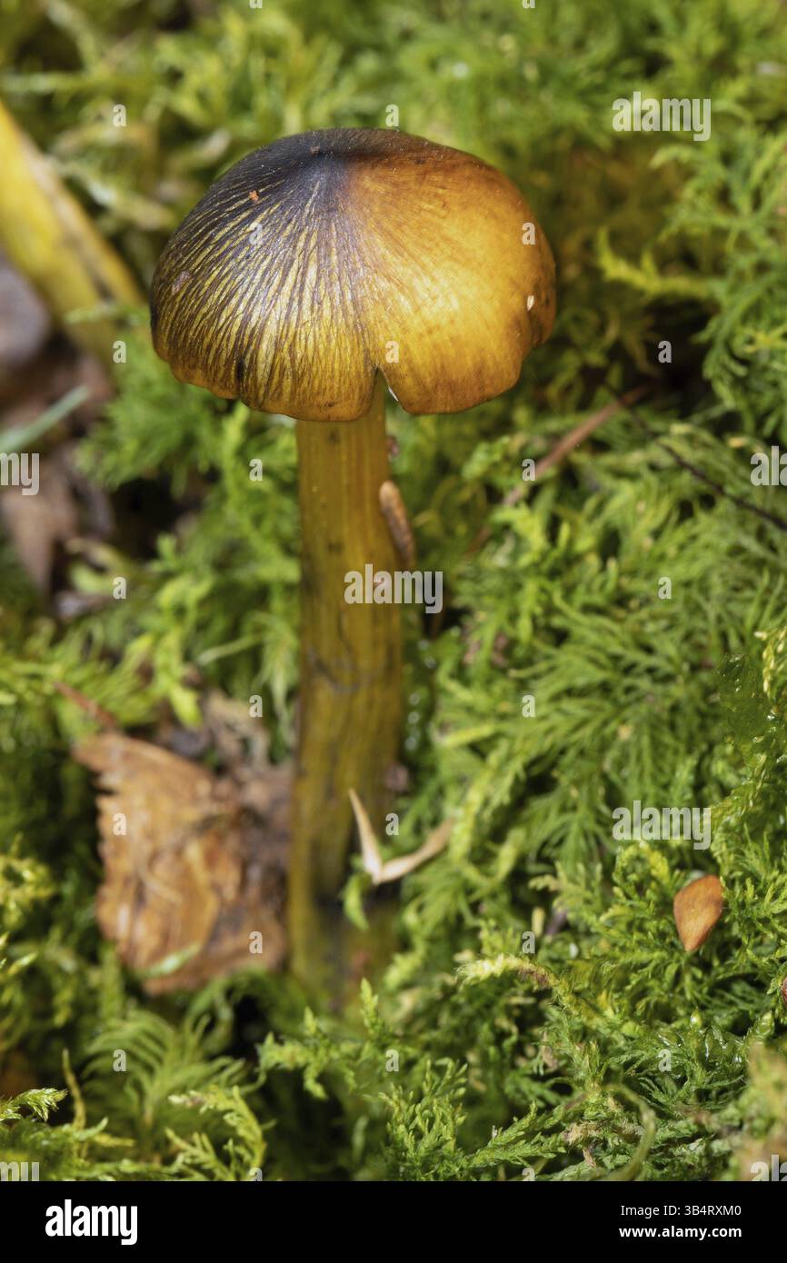Hexenhut Fruchtkörper gelb geschwärzter Stiel und Kappe in grünem Moos Stockfoto