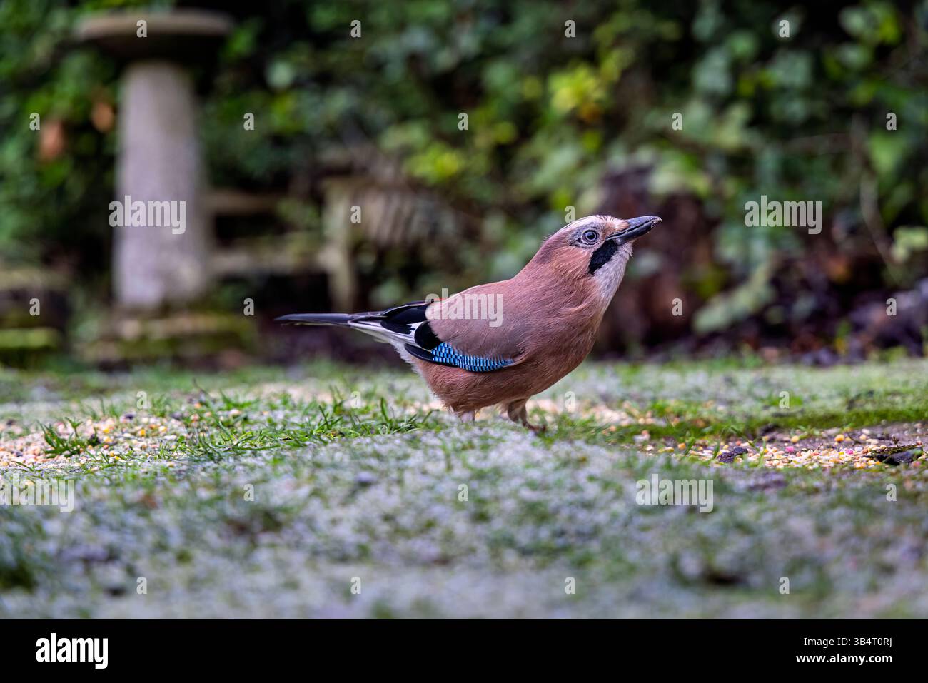 Seitliche Ansicht eines eurasischen eichelhakens, Garrulus glandarius, Vogelwelt in einem Garten in Surrey, Südosten Englands, steht auf dem Boden und füttert im Winter Stockfoto
