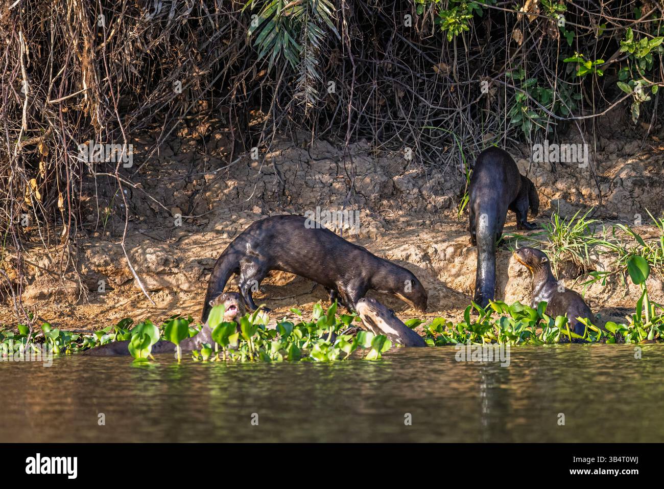 Riesenotter oder Riesenotter (Pteronura brasiliensis) am Flussufer, Paraguay River, Taiama Ecological Reserve, nördliches Pantanal, Brasilien Stockfoto