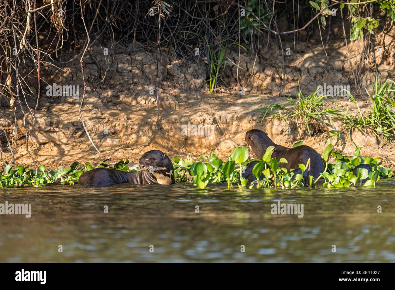 Riesenotter oder Riesenotter (Pteronura brasiliensis) am Flussufer, Paraguay River, Taiama Ecological Reserve, nördliches Pantanal, Brasilien Stockfoto