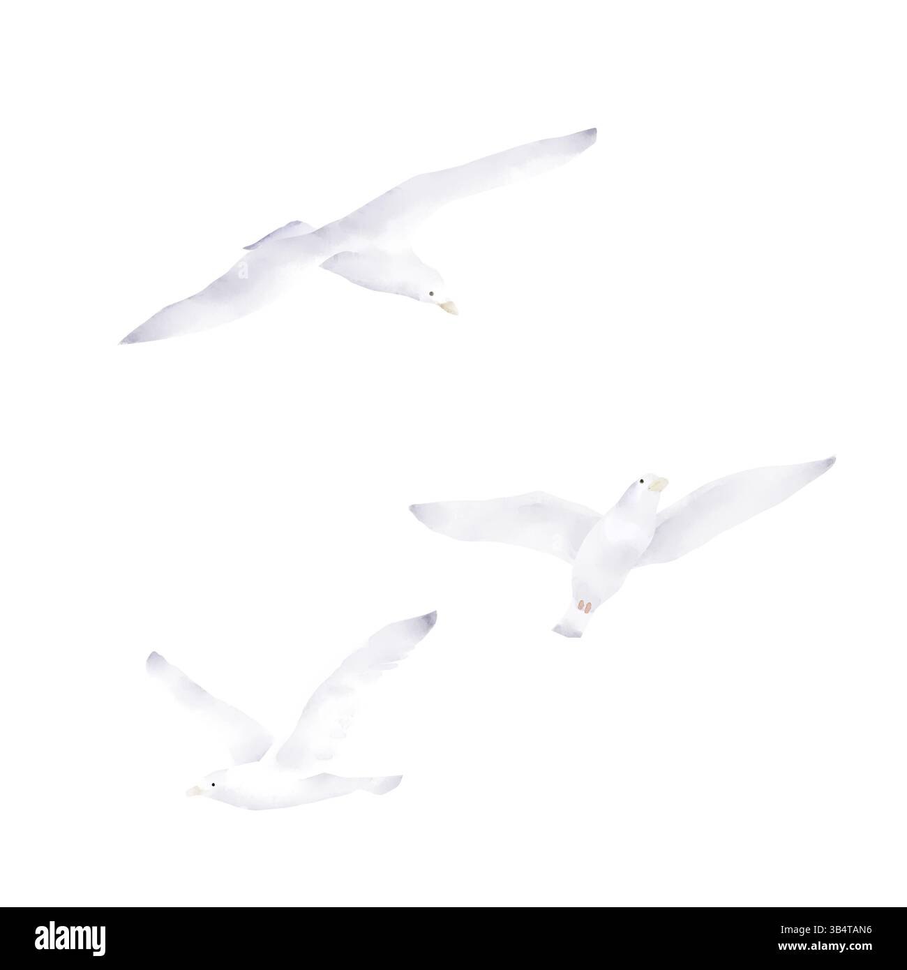 Möwen und Albatrosse schweben über dem Wasser. Aquarellabbildung. Eine Reihe von Seevögeln, isoliert auf weißem Hintergrund. Für Marine-Stil DE Stockfoto