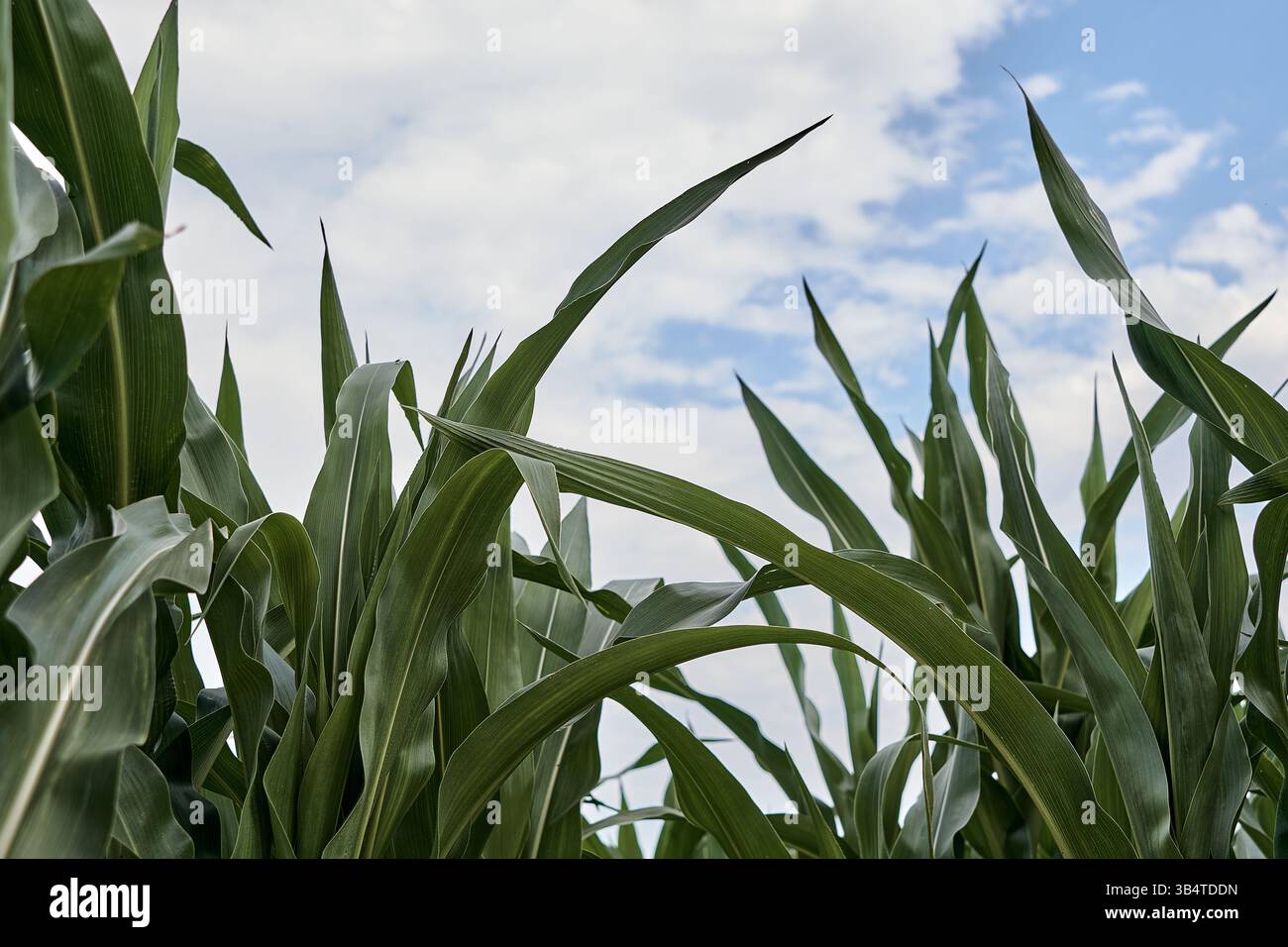 Grünes Maisfeld in einem landwirtschaftlichen Garten vor blauem Himmel und Wolken. Stockfoto