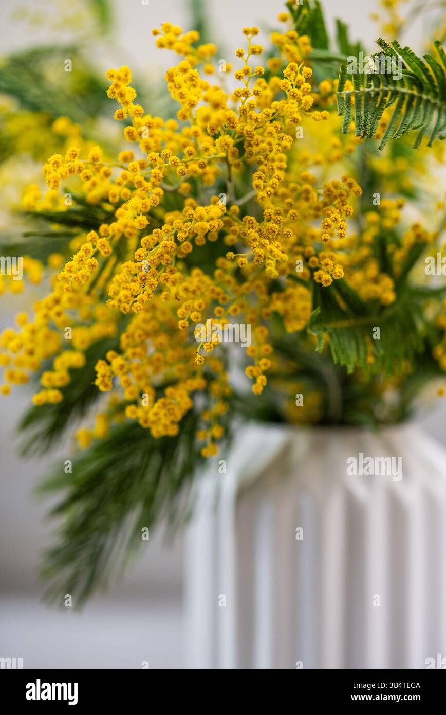 Leuchtend gelbe Mimosa pudica Blüten schaffen eine lebendige Darstellung in einer stilvollen weißen Vase, die die Schönheit der Natur und die Ankunft des Frühlings feiert und den Raum mit Frische und Farbe erfüllt Stockfoto