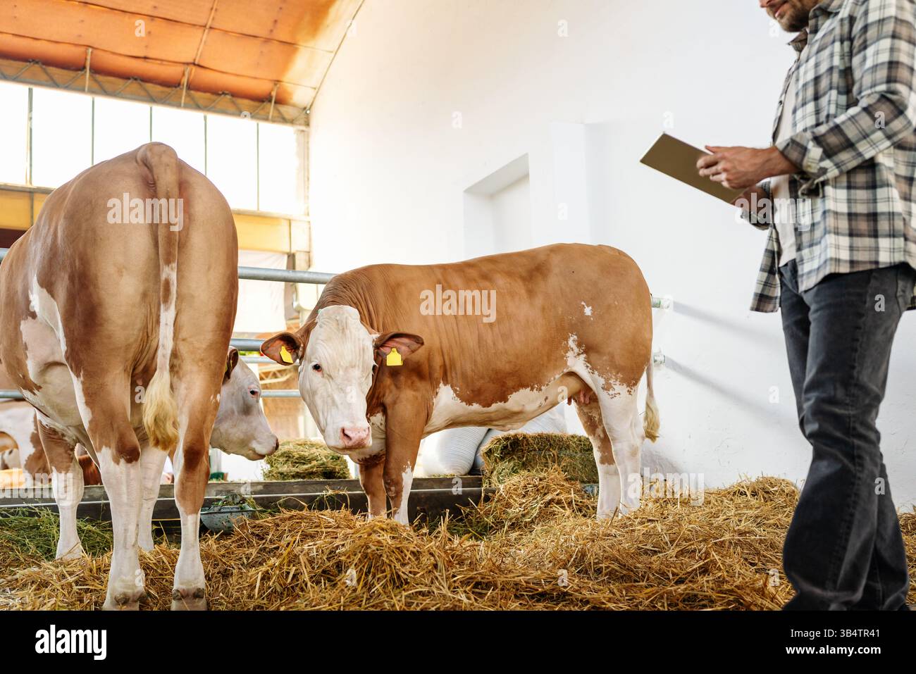 Landwirt, der an digitalen Tablets im Kuhstall von Rinderzuchtbetrieben arbeitet. Präzisionstierhaltung Stockfoto