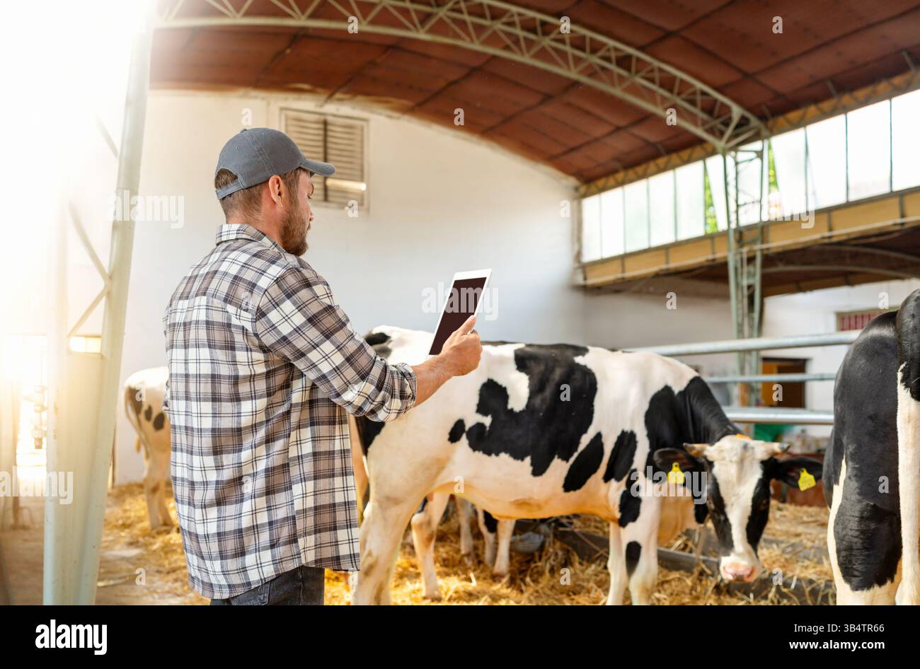 Männlicher Landwirt, der den Tierzustand mit einem digitalen Tablet überwacht. Digitale Transformation in Landwirtschaft und Landwirtschaft. Stockfoto
