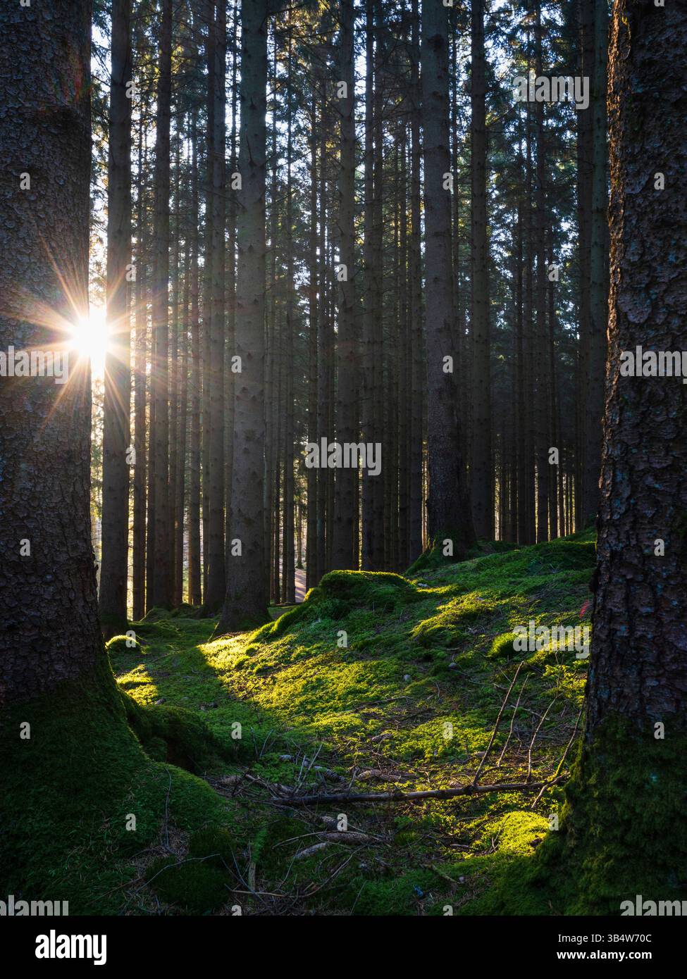 Sonnenlicht zieht durch hohe Bäume in einem ruhigen Wald in Molndal, Schweden, und schafft eine friedliche Atmosphäre. Moos bedecken den Boden und verbessern das natura Stockfoto