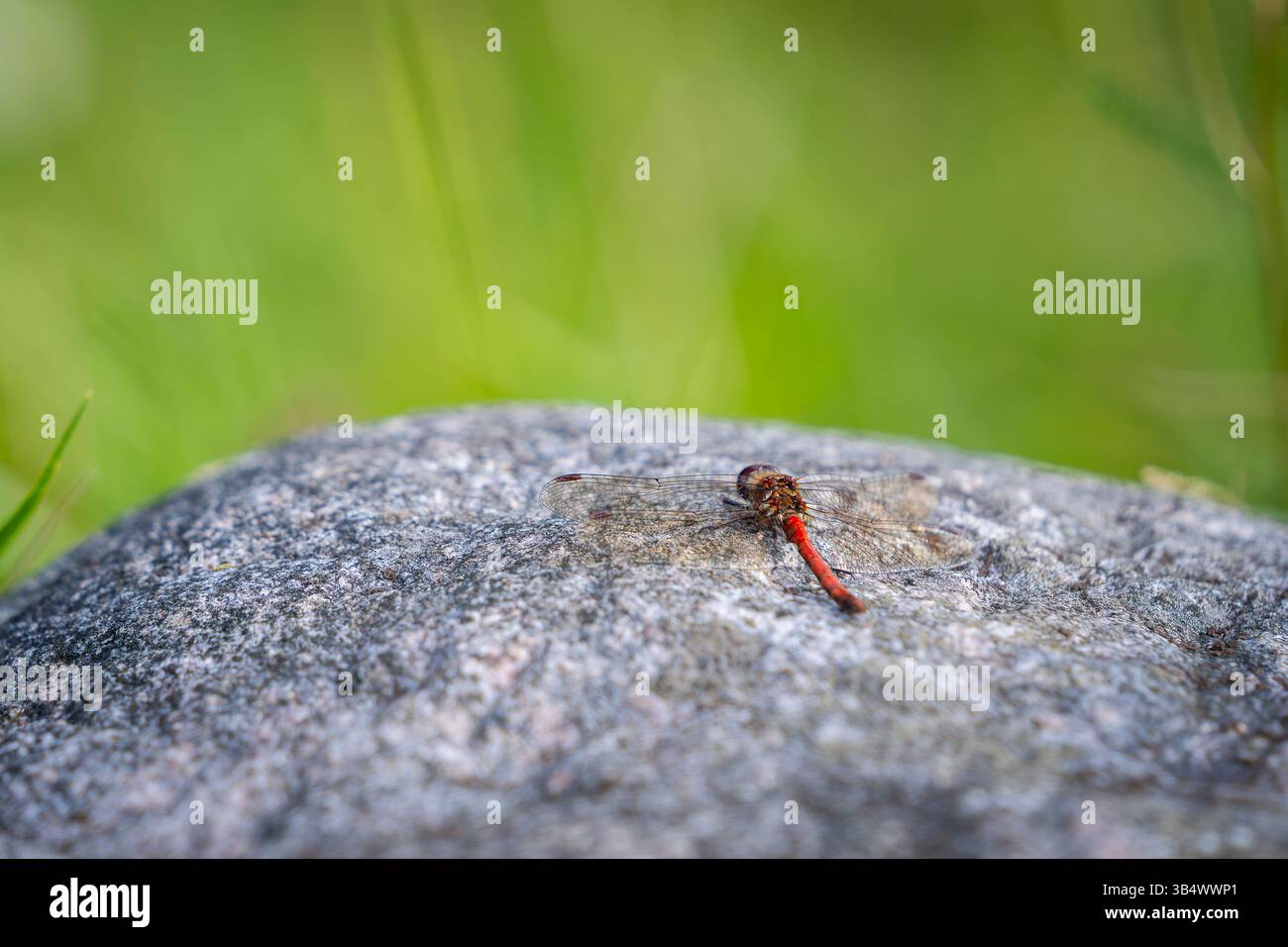 Gemeinsame Darter Libelle (Sympetrum striolatum). Libelle auf einem Stein mit grünem Hintergrund. Stockfoto