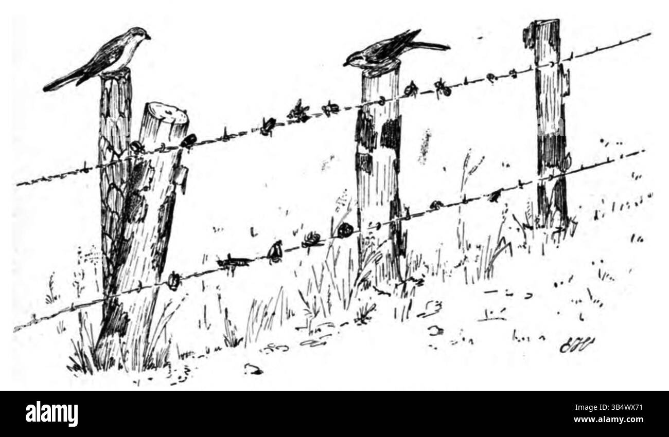 Illustration von Seite 180 von „Wandelen en waarnemen“ (1906) von Eli Heimans mit roten Garnelen, einer Vogelart, die für ihre Raubgewohnheiten und ihre lebhafte Färbung bekannt ist. Stockfoto