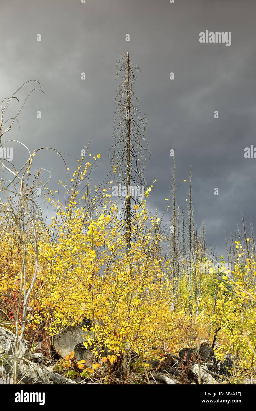 196 tote Nadelbäume werden 2021 Zeuge des 2015 Waldfeuers, der Aspen- und Pappelsprossen in goldgelben Herbstfarben am Medicine Lake. Jasper NP-Alberta-Kanada. Stockfoto