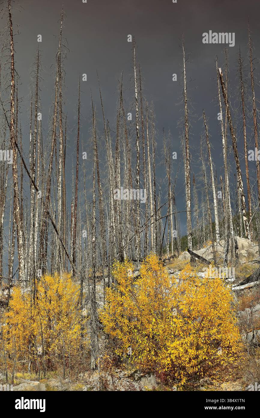 197 tote Nadelbäume werden 2021 Zeuge des 2015 Waldfeuers, der Aspen- und Pappelsprossen in goldgelben Herbstfarben am Medicine Lake. Jasper NP-Alberta-Kanada. Stockfoto