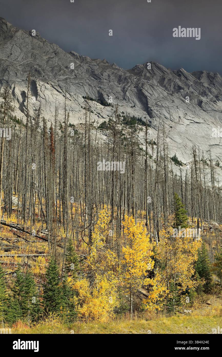 199 tote Nadelbäume werden 2021 Zeuge des Waldfeuers von 2015, Aspen-Pappel-Tannensprossen in Gold-Gelb-Grün-Farben, Medicine Lake. Jasper NP-Alberta-Kanada. Stockfoto